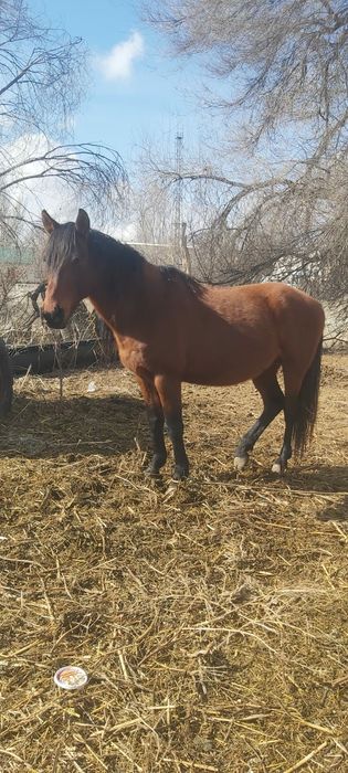 Лошади Құнан,тай, Айғыр бар
нөмір