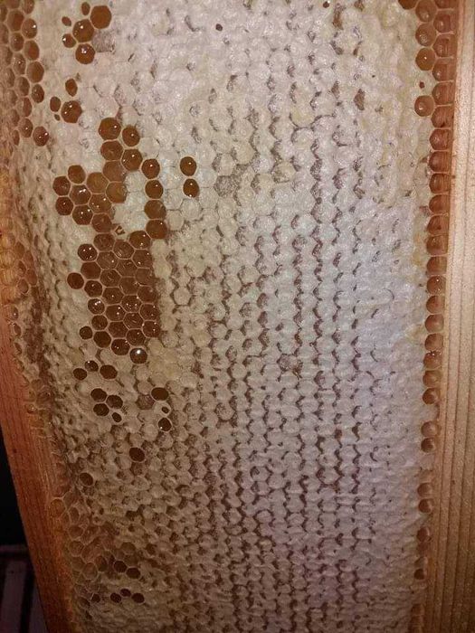 Capaceala cu miere. Livram sambata in Bucuresti.