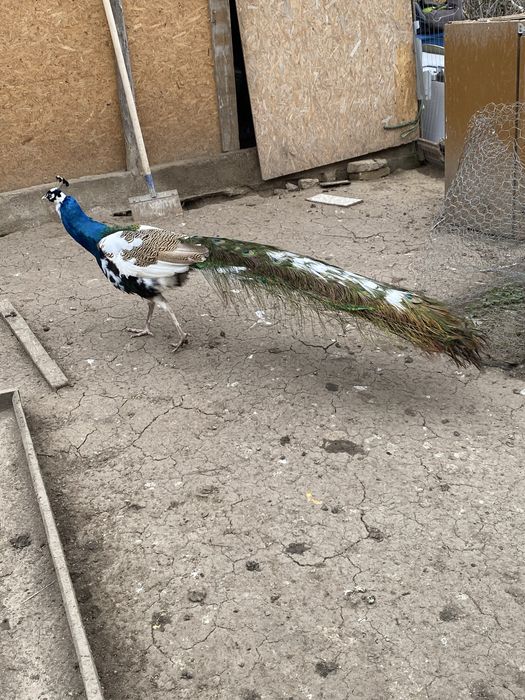 Vând păun mascul !