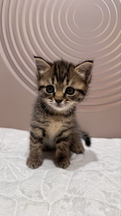 Котята британские вислоухие продам