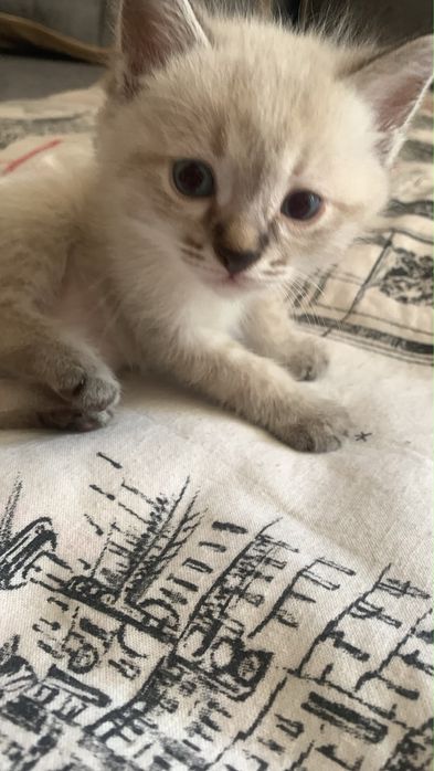 Котят в хорошие руки