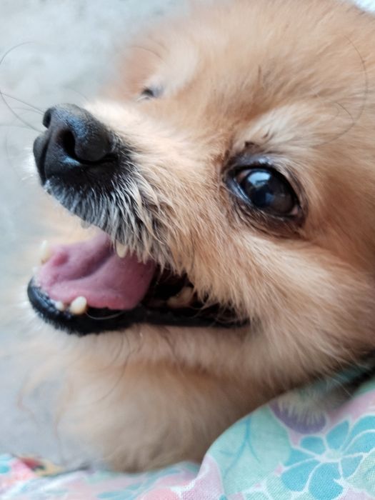 Пропала собака! Рыжий шпиц