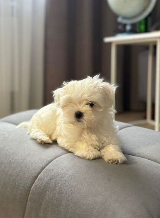 Bichon maltez mini