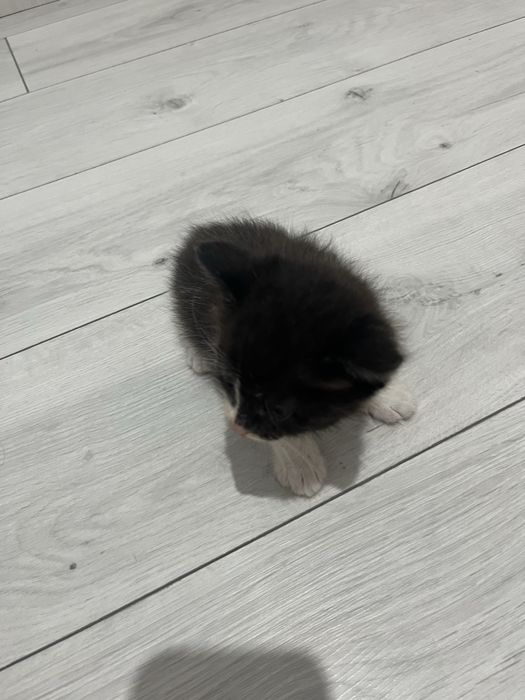 Котята, 1 месяц,