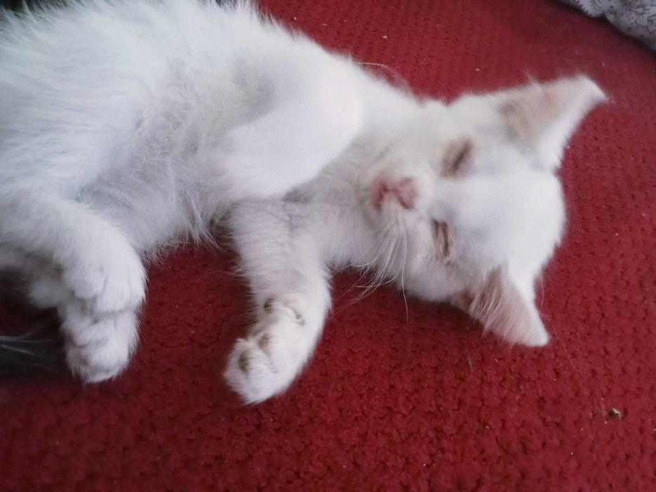 Отдам котят в хорошие руки