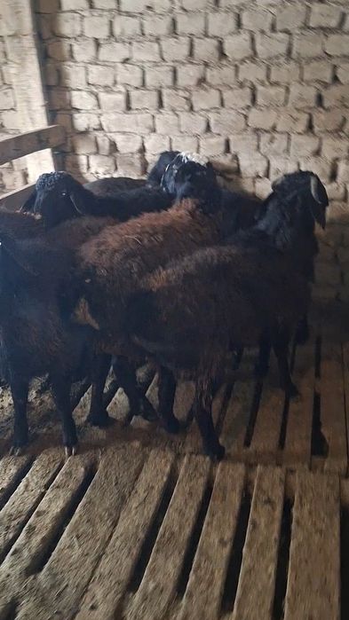 Сатылмда кошкар 8 бас