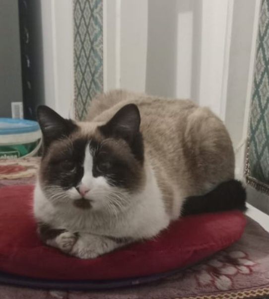 Шикарный котик 6 месяцев