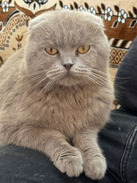 Вислоухий кот. цвет серый