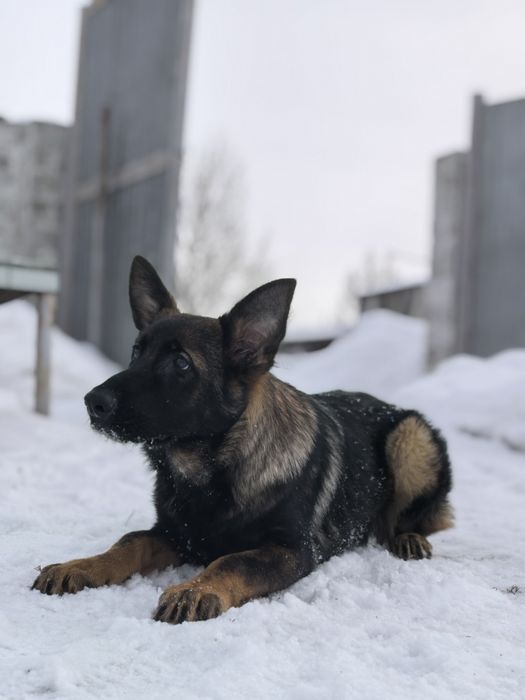 Щенки немецкой овчарки