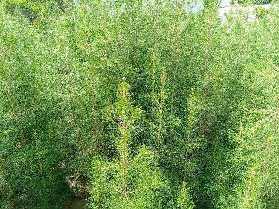 Сосна ва бошқа турдаги арчалар!