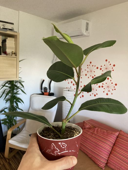 Planta ficus in ghiveci