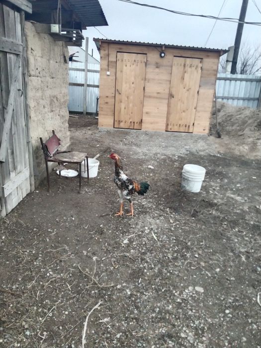 Дакан қораз сатамын