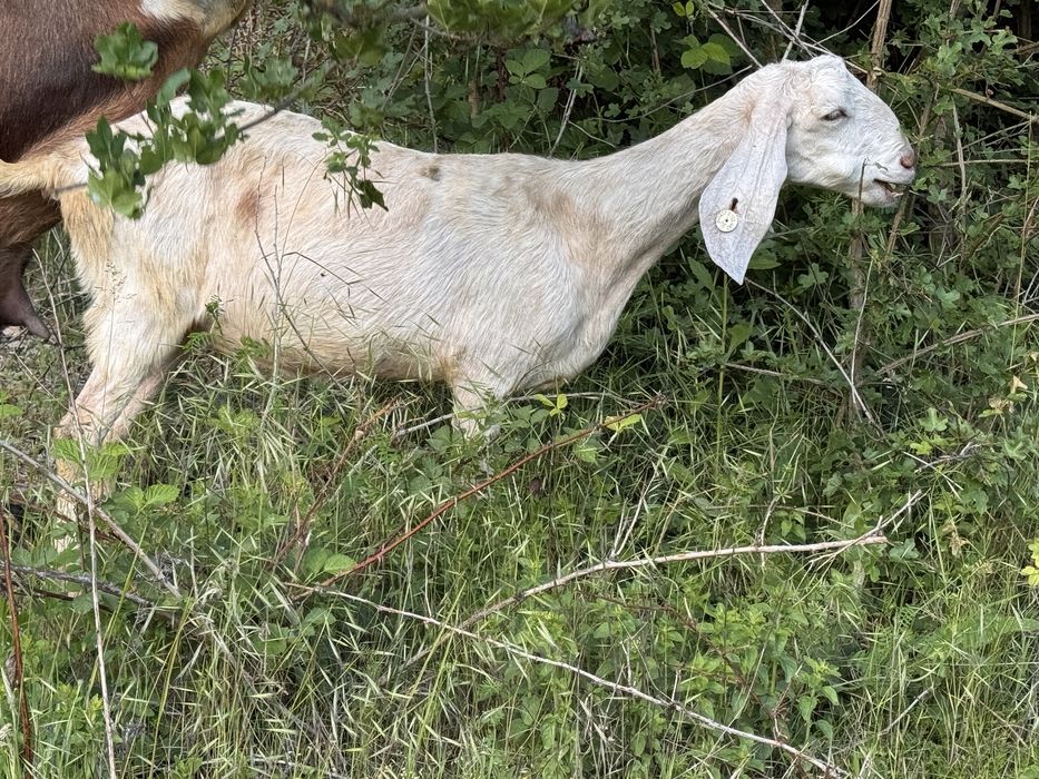 Capra anglonubian gestatata