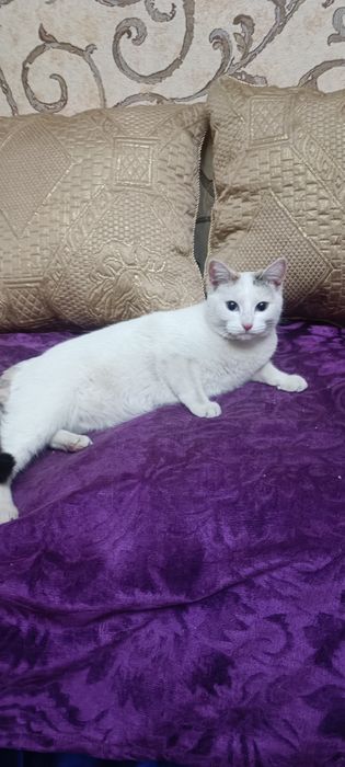 Отдам бесплатно кошечку