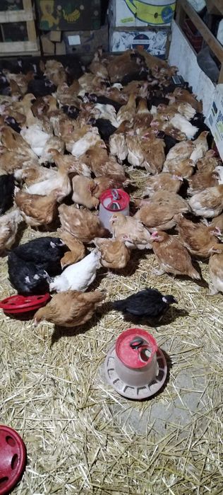 Puicuțe rasă mixtă mai multe detalii în privat!