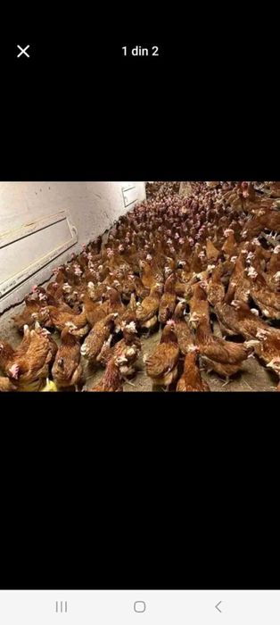 Vand Gaini Rosi Outoare