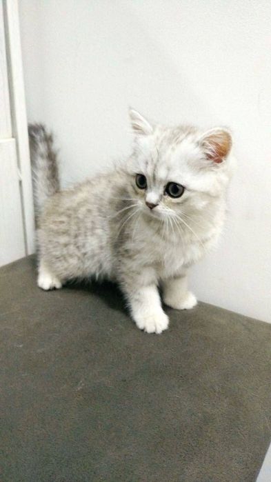 Скотиш страйт шиншила