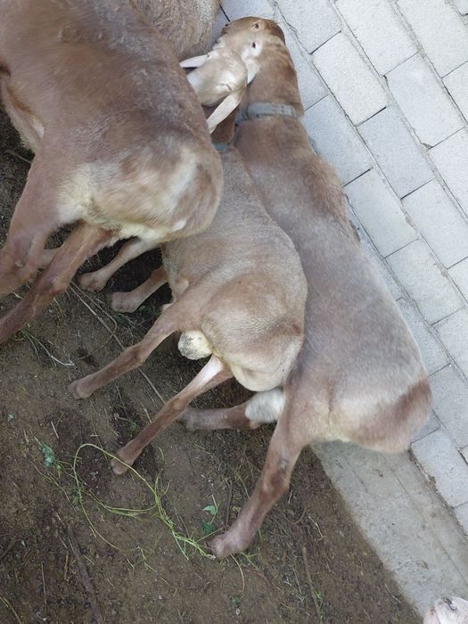 Кошкар козы линя