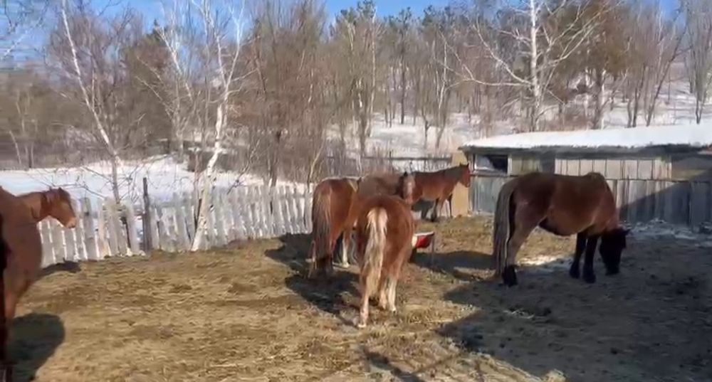 Дойные жеребые кобылы