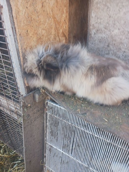 9 iepuri pitici   450 lei  Constanța i