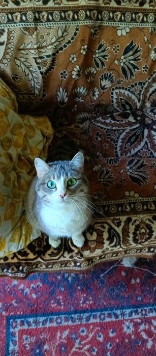 Отдам в хорошие руки