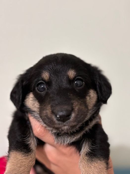 Отдам бесплатно щенка такса(помесь)