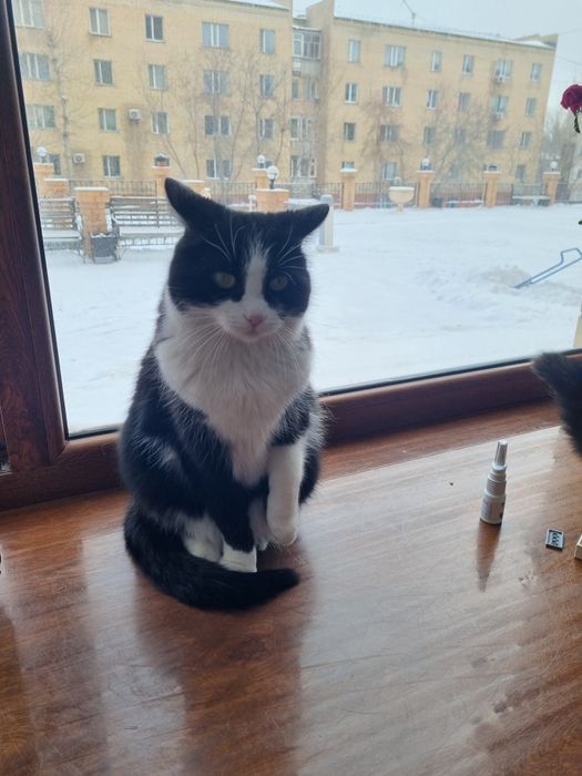 Кот отдам в хорошие руки