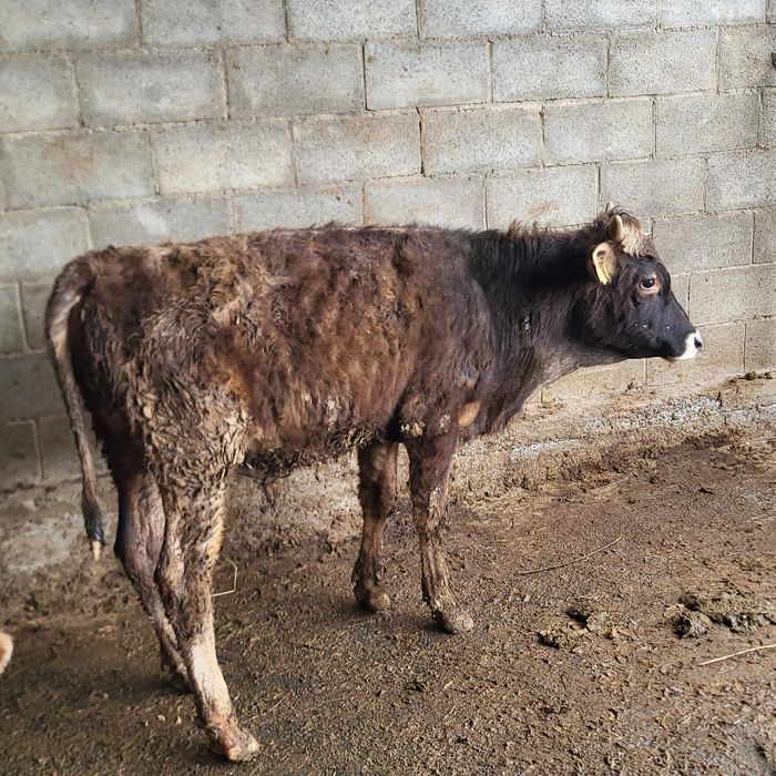 Продам 5 голов бычков