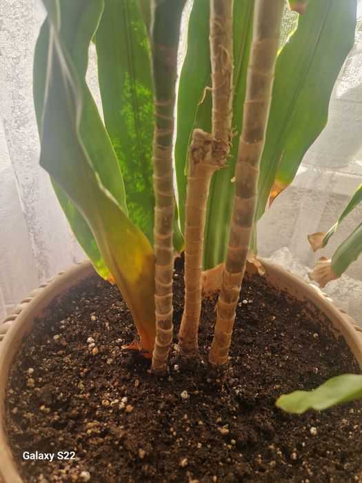 Драцена душистая.