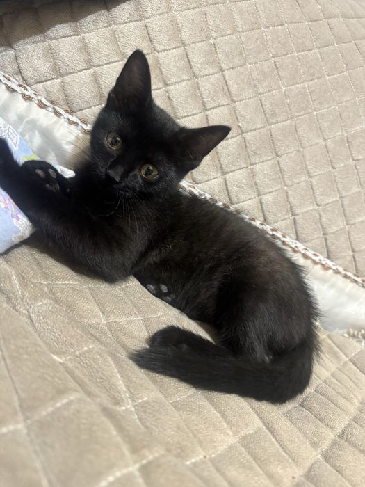 Отдам котенка в хорошие руки