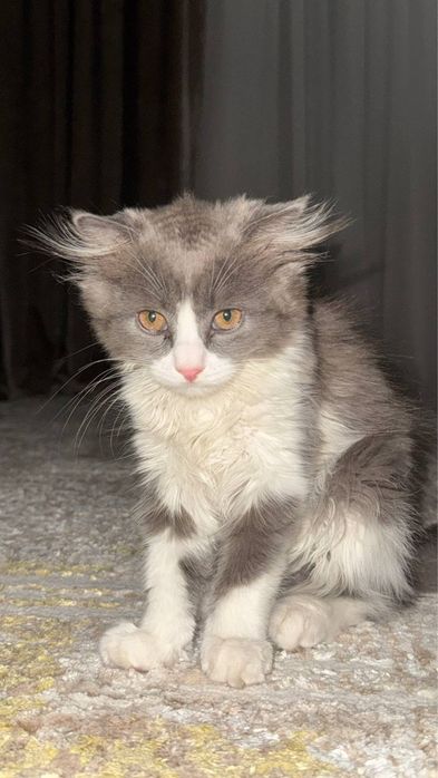 Mushuk british shorthair