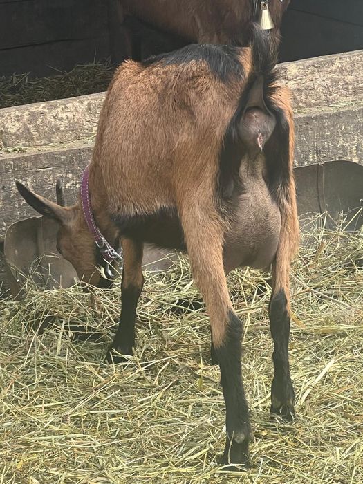 Vând cinci capre de rasa bune de lapte și un țap alpin