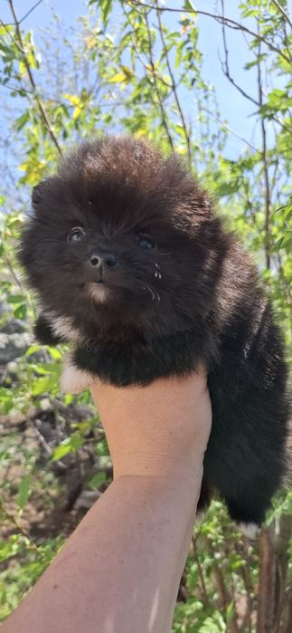Мини щенки померанского шпица
