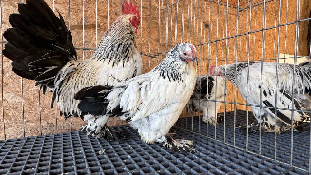 Pasari rasa pitica mii de flori