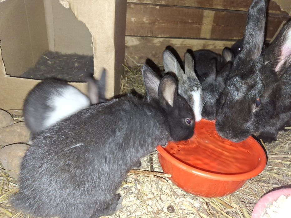 Продаются крольчата