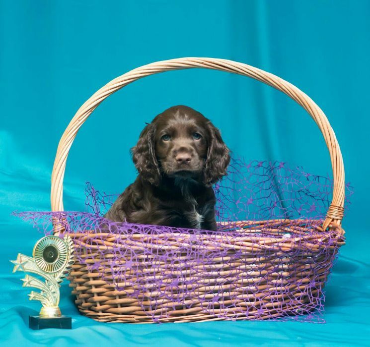 Шоколадные спаниельки