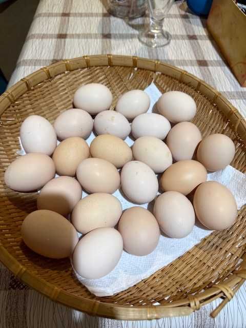 Vand oua de incubat Australorp