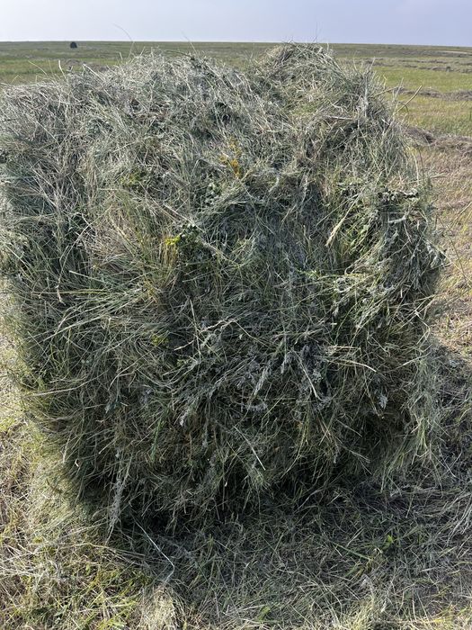 Продам сено луговое разнотравие.
