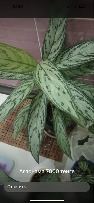 Домашние цветы / По хорошей цене