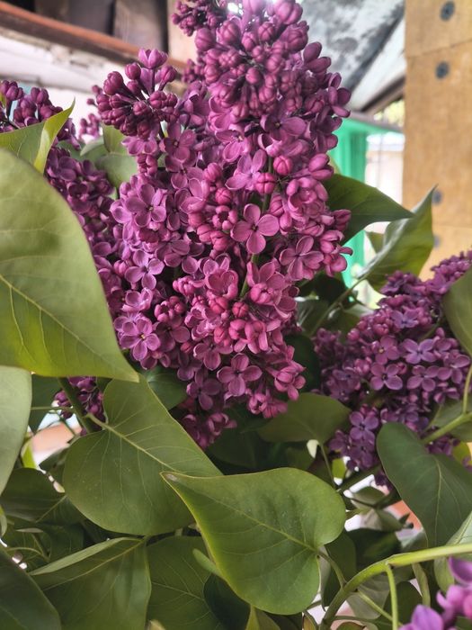 Сирень на срез с сада