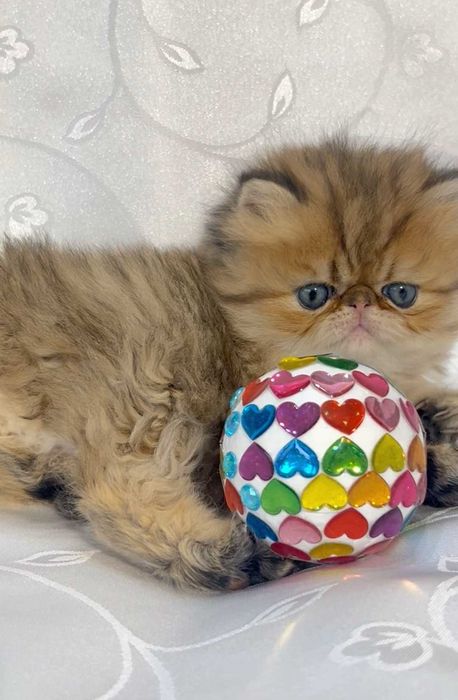 pisica persana chinchilla