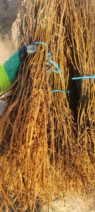 Puieți de salcâm cu creșterea dubla