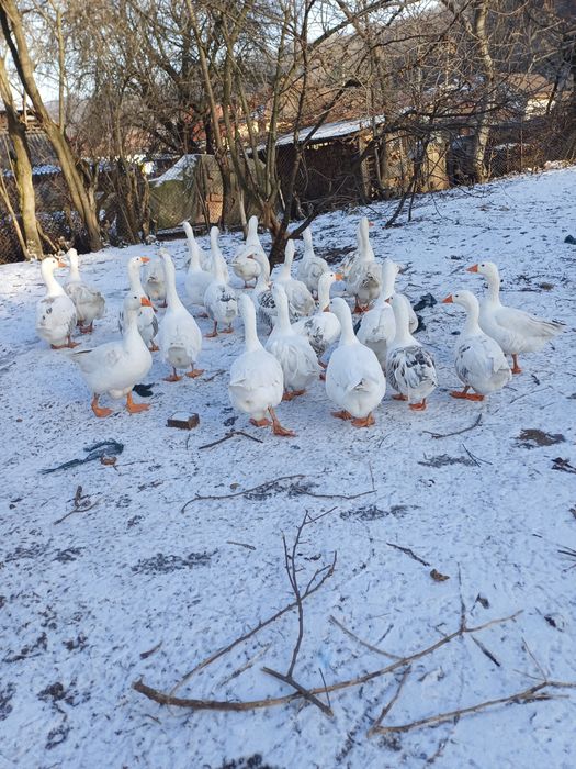 De vanzare  gâște și gascani crescuți natural