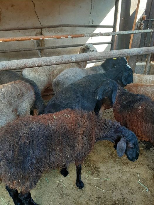 Қойлар тоқтылар сатылады