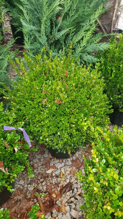 Vindem Buxus globular și con