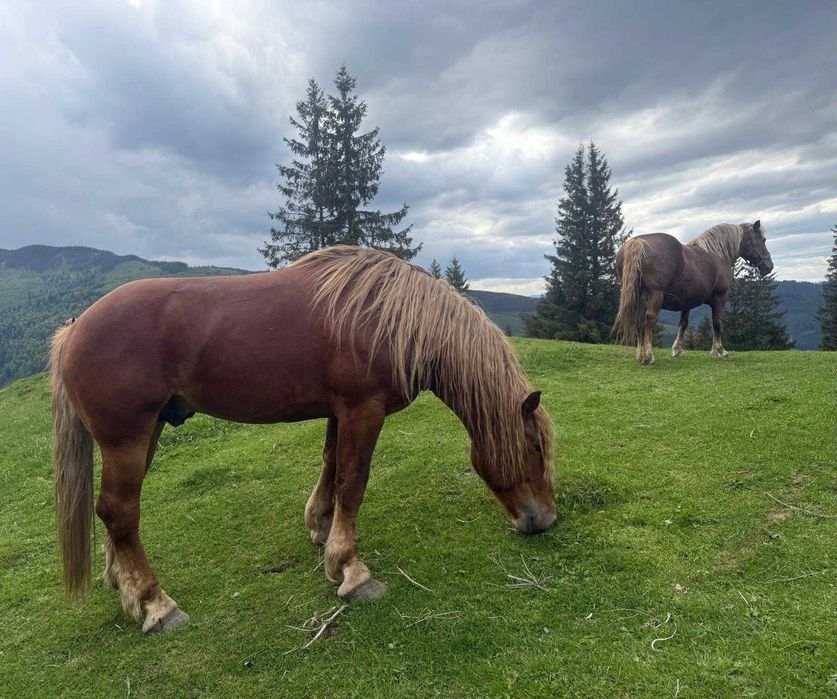 Armasar percheron