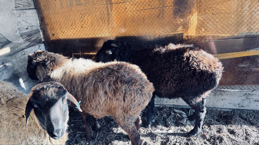 Продам 11 месячных кошкаров