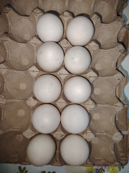 Инкубационное яйцо инддоуток