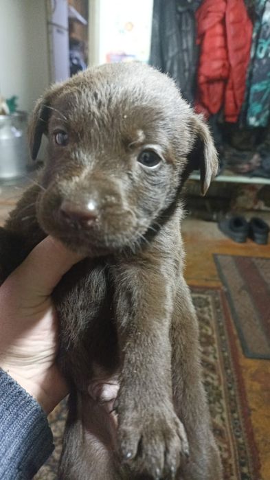 Продам щенков лабрадора