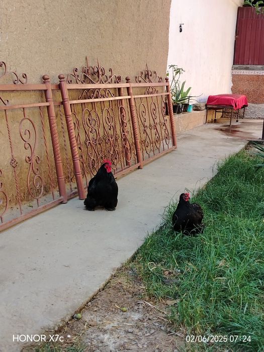 Yapon Choynak patoda tuxumlar